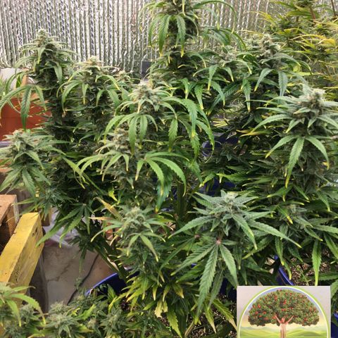 #epicgrowoff growlog timeline photo