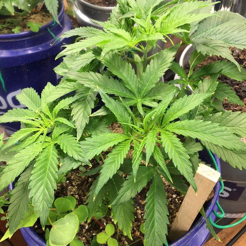 Bruce Banner growlog timeline photo