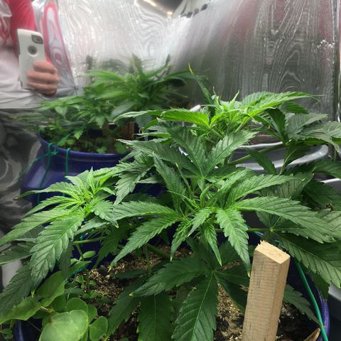 Bruce Banner growlog timeline photo