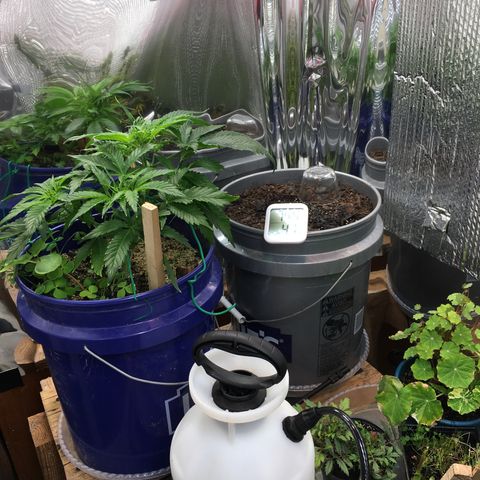 Bruce Banner growlog timeline photo