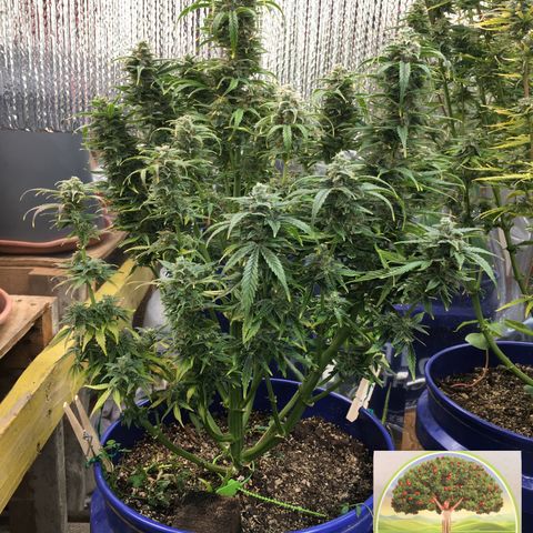 #epicgrowoff growlog timeline photo