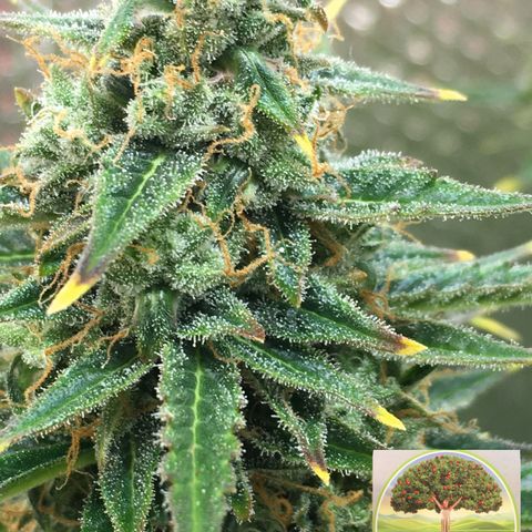 #epicgrowoff growlog timeline photo