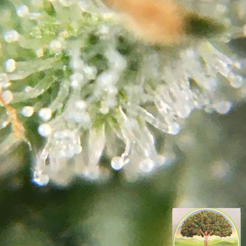 #epicgrowoff growlog timeline photo
