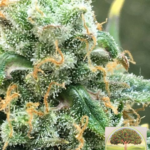 #epicgrowoff growlog timeline photo
