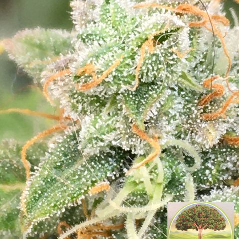 #epicgrowoff growlog timeline photo