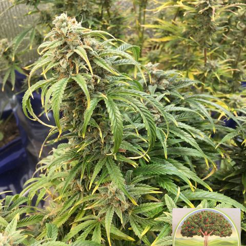 #epicgrowoff growlog timeline photo