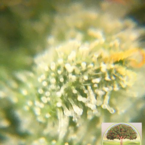#epicgrowoff growlog timeline photo