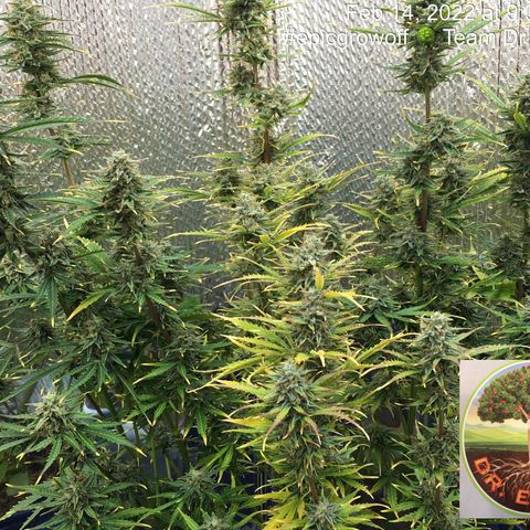 #epicgrowoff growlog timeline photo