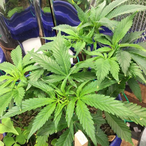 Bruce Banner growlog timeline photo
