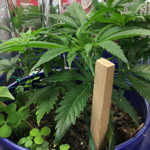 Bruce Banner growlog timeline photo