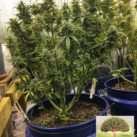 #epicgrowoff growlog timeline photo