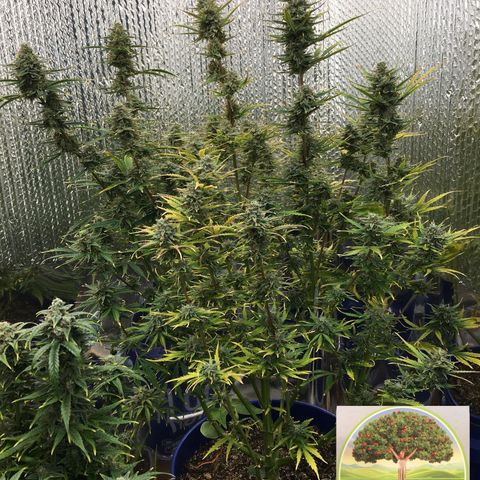#epicgrowoff growlog timeline photo