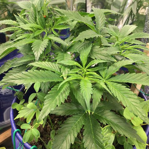 Bruce Banner growlog timeline photo