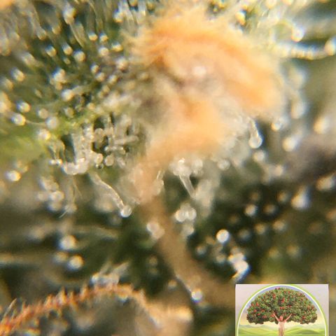 #epicgrowoff growlog timeline photo
