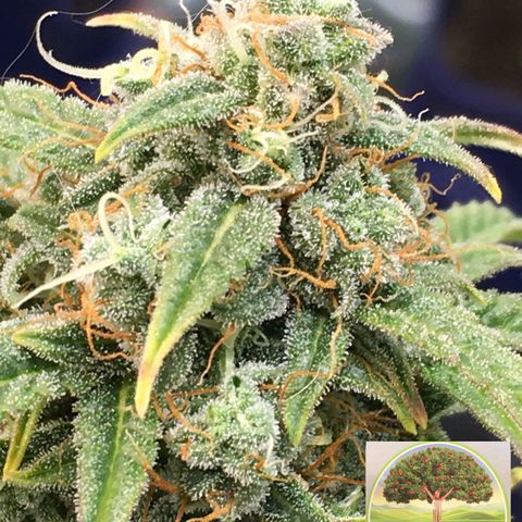 #epicgrowoff growlog timeline photo