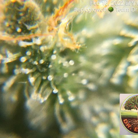 #epicgrowoff growlog timeline photo