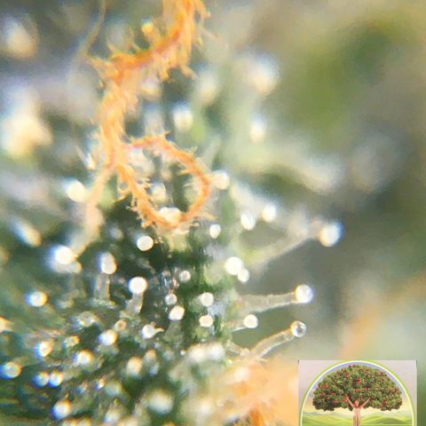 #epicgrowoff growlog timeline photo