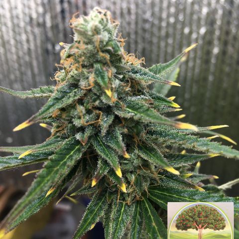 #epicgrowoff growlog timeline photo