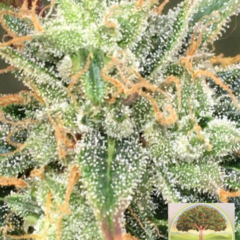 #epicgrowoff growlog timeline photo