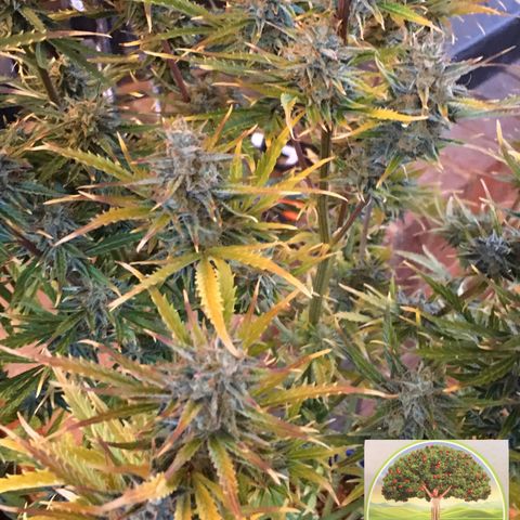 #epicgrowoff growlog timeline photo