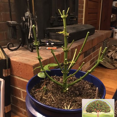 #epicgrowoff growlog timeline photo