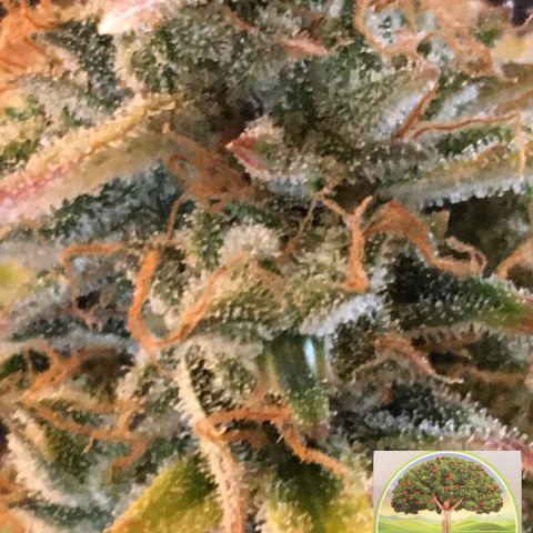 #epicgrowoff growlog timeline photo