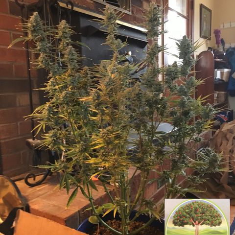 #epicgrowoff growlog timeline photo