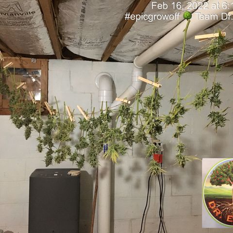#epicgrowoff growlog timeline photo