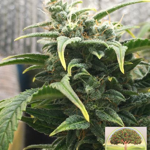 #epicgrowoff growlog timeline photo