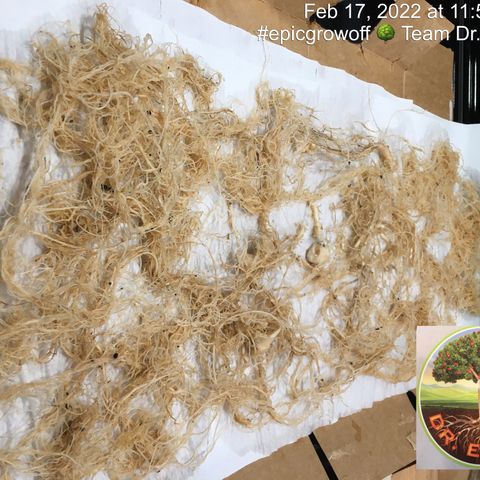 #epicgrowoff growlog timeline photo
