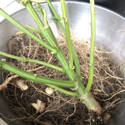 #epicgrowoff growlog timeline photo