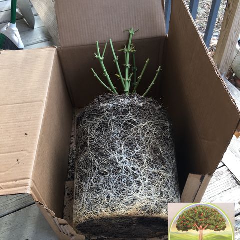 #epicgrowoff growlog timeline photo