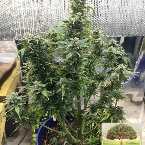 #epicgrowoff growlog timeline photo