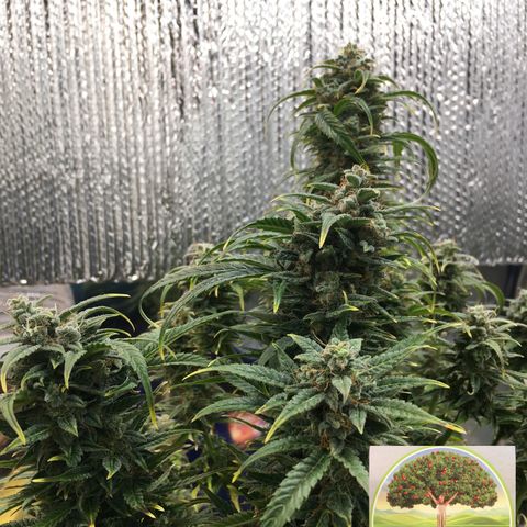 #epicgrowoff growlog timeline photo