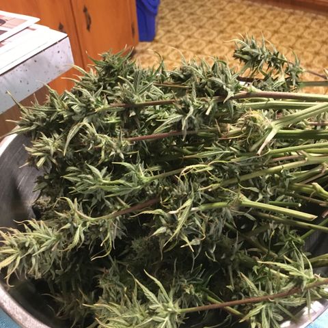 #epicgrowoff growlog timeline photo