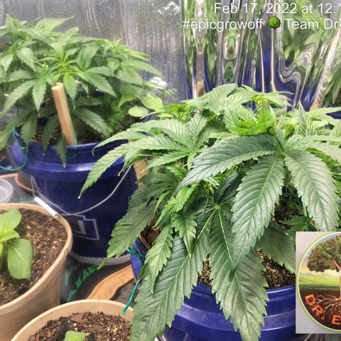 Bruce Banner growlog timeline photo