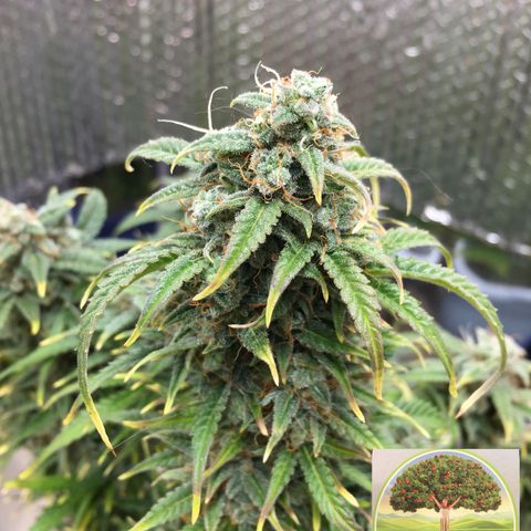 #epicgrowoff growlog timeline photo