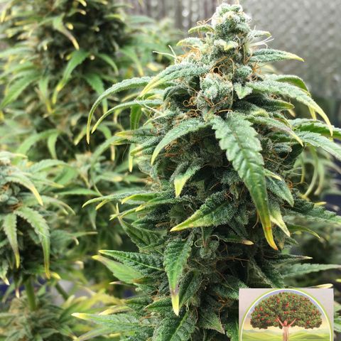 #epicgrowoff growlog timeline photo