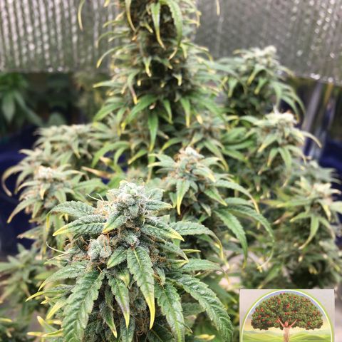 #epicgrowoff growlog timeline photo