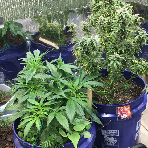 #epicgrowoff growlog timeline photo