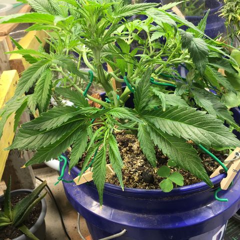 Bruce Banner growlog timeline photo