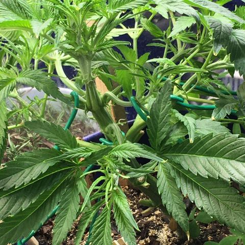 Bruce Banner growlog timeline photo