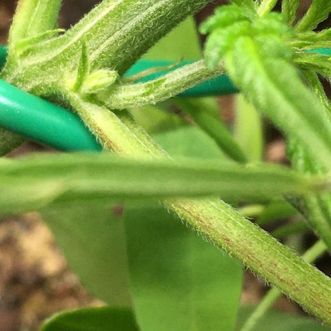 Bruce Banner growlog timeline photo