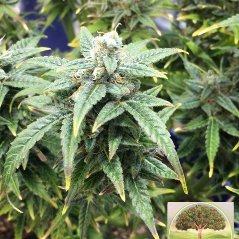 #epicgrowoff growlog timeline photo