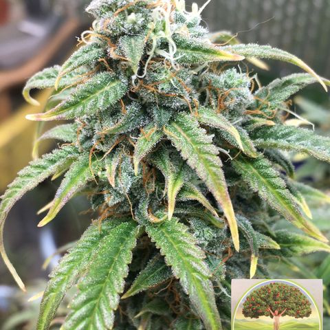#epicgrowoff growlog timeline photo