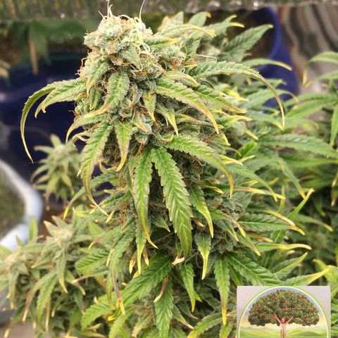 #epicgrowoff growlog timeline photo