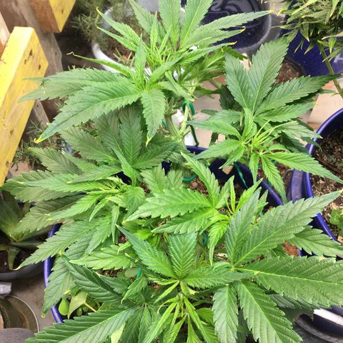 Bruce Banner growlog timeline photo