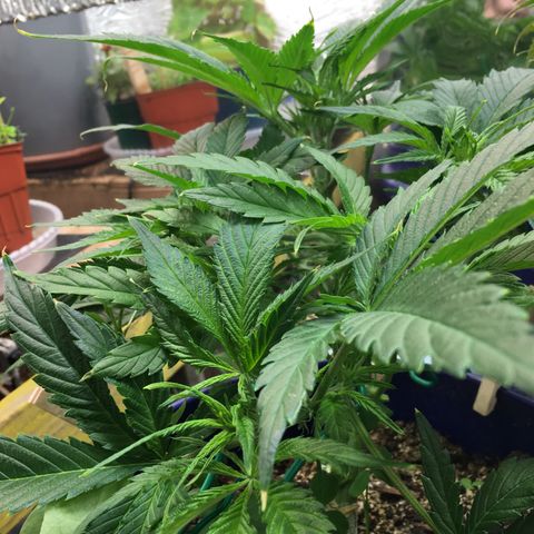 Bruce Banner growlog timeline photo