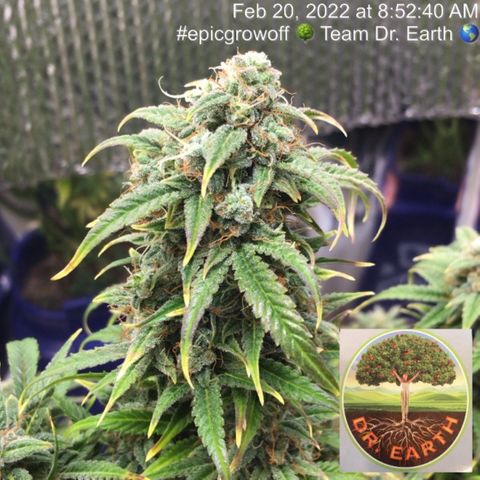 #epicgrowoff growlog timeline photo