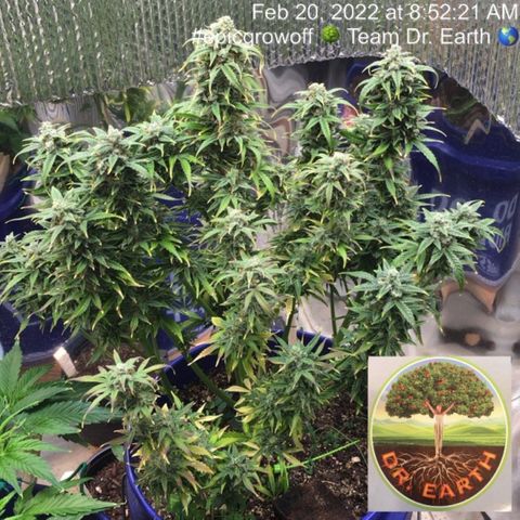 #epicgrowoff growlog timeline photo